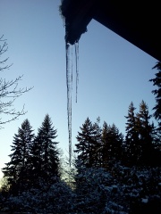 IcicleTrees